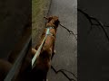 Big Enough Stick Funnydogs Puppy Shorts Narvey