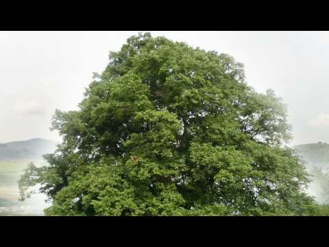 OLYMPIC - PRÁZDNINY NA ZEMI (STROM - TREE)