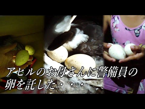 七面鳥の卵の孵化の特徴