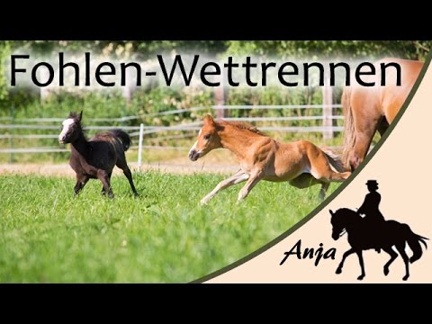 Fohlen-Wettrennen zwischen Tino & Kate
