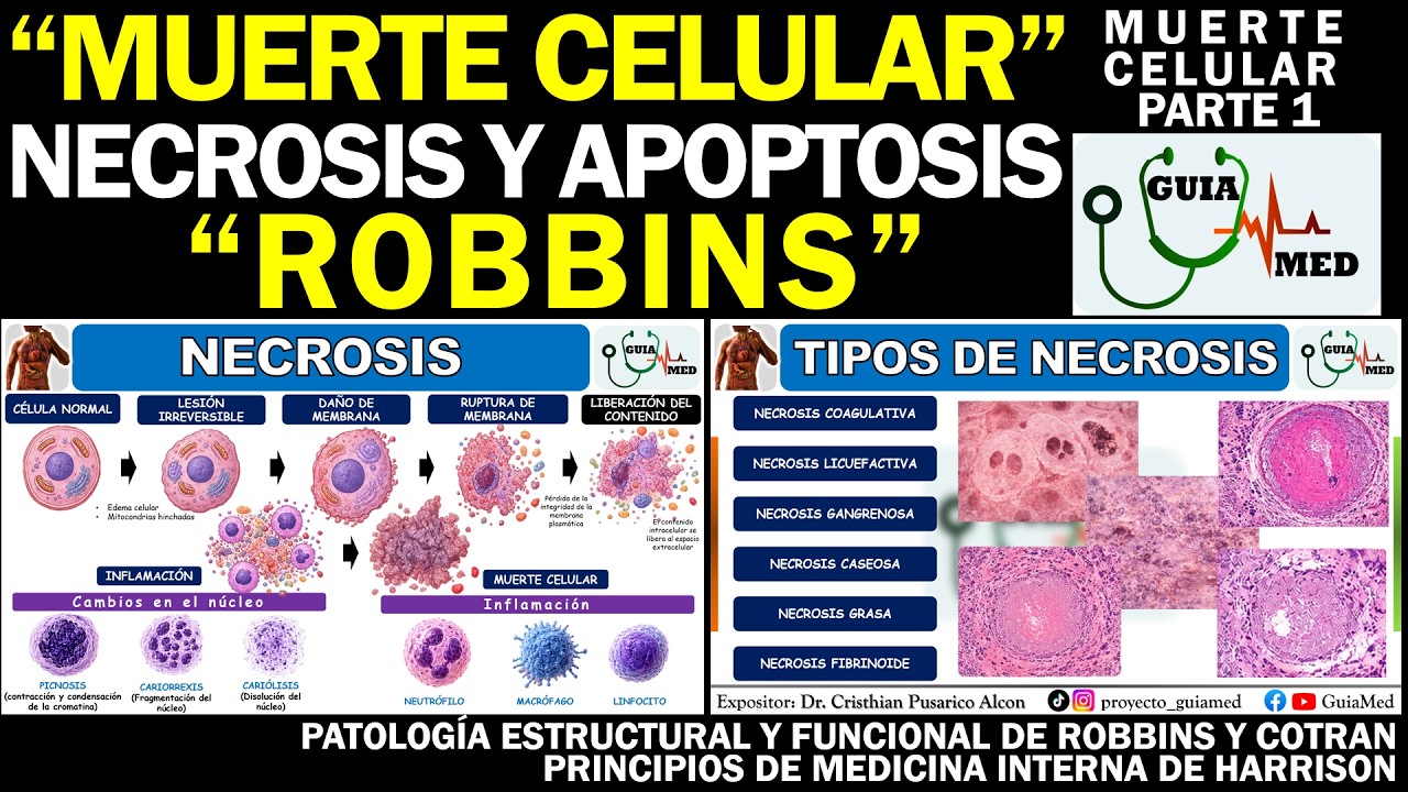 MUERTE CELULAR, NECROSIS Y APOPTOSIS ROBBINS | GuiaMed