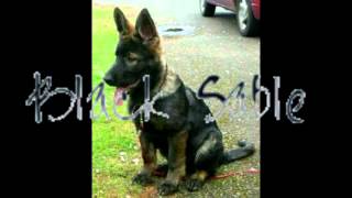 Types of german shepherd coat colors