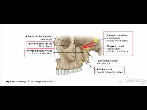 Pterygopalatine fossa 7