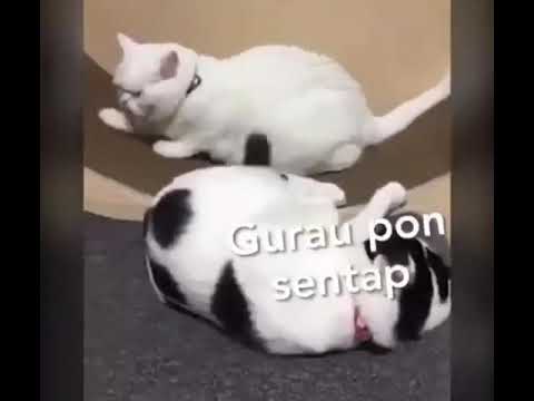 Cat Vs Cat