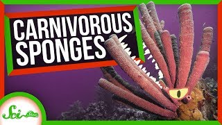 Carnivorous Sponges — So That's a Thing