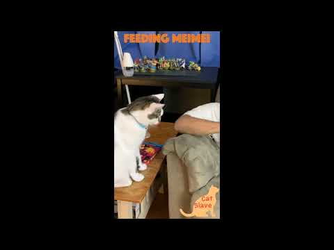 Cat Slave #14: Feeding MeiMei.