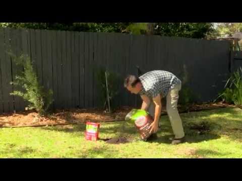 Repair a Patchy Lawn in 3 Simple Steps. Easy DIY Fix!