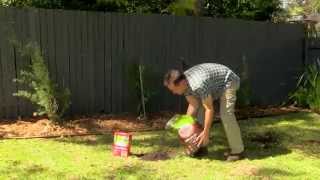 Repair a Patchy Lawn in 3 Simple Steps. Easy DIY Fix!