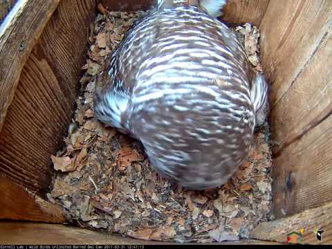 Female Barred Owl Swallows Vole Whole – Mar. 31, 2017