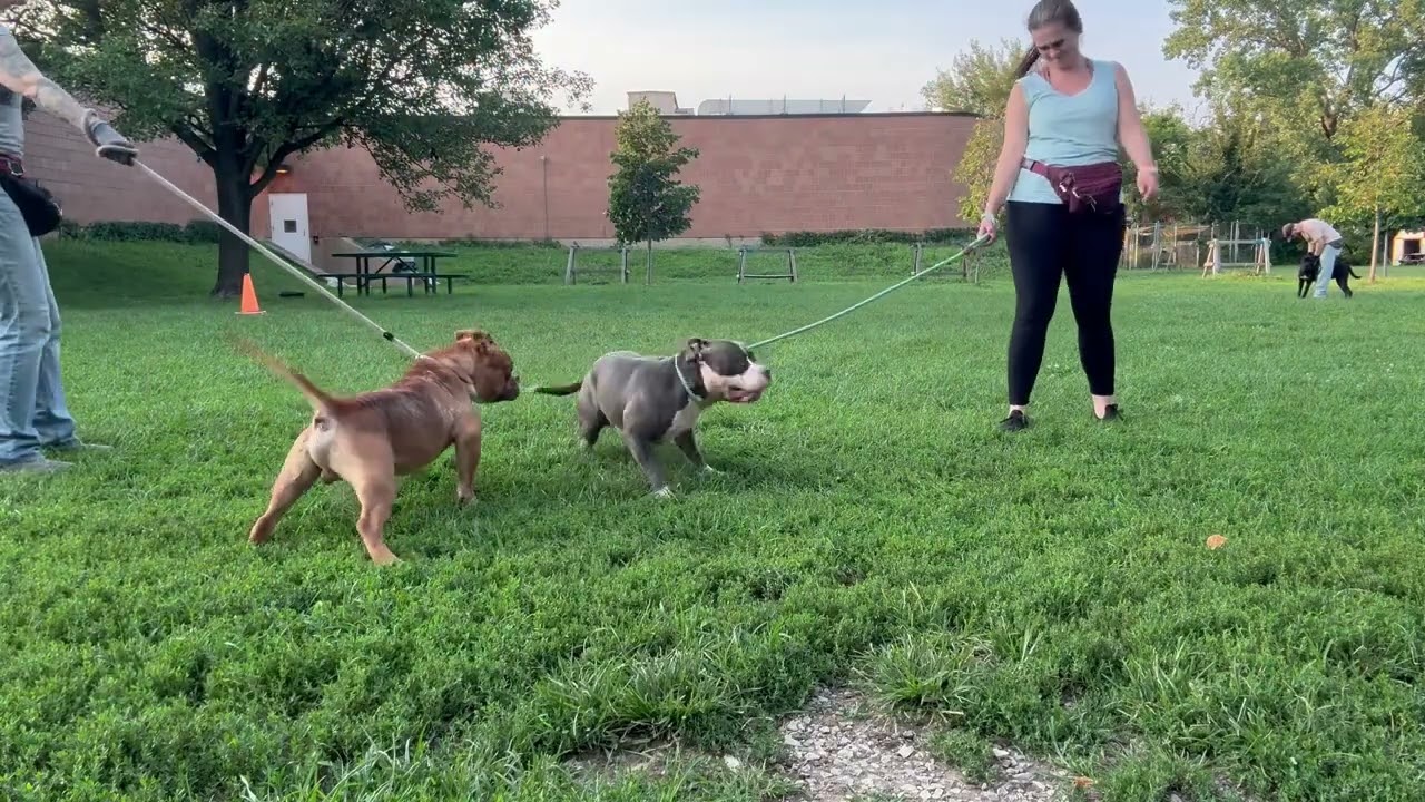 Silly Goose video preview