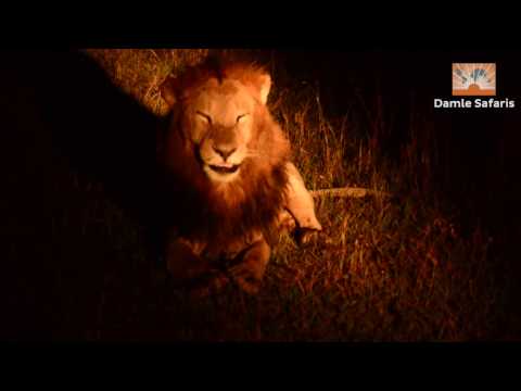 Animal viewing at night