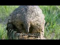 KAKAKUONA PANGOLIN FEATURE STORY