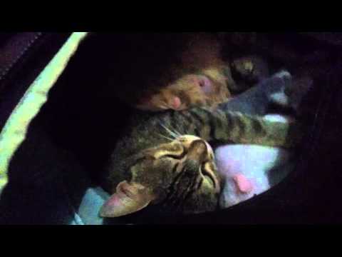 Cats ready for travel