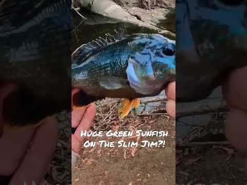 Caught A Fish With A Slim Jim! :D #shorts #fishing