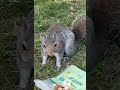 “Omg this #squirrel is making funny move, looks like swimming in the #grass🤣🤣