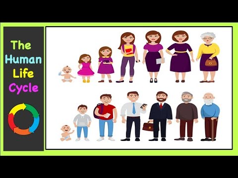 The Human Life Cycle