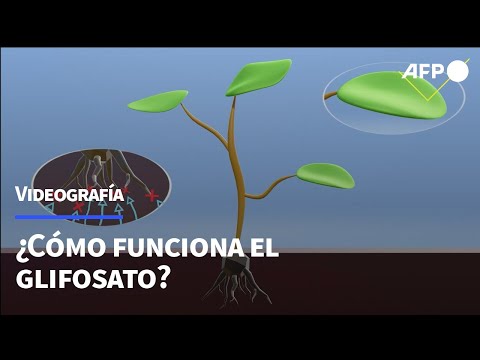 ¿Cómo funciona el glifosato? | AFP