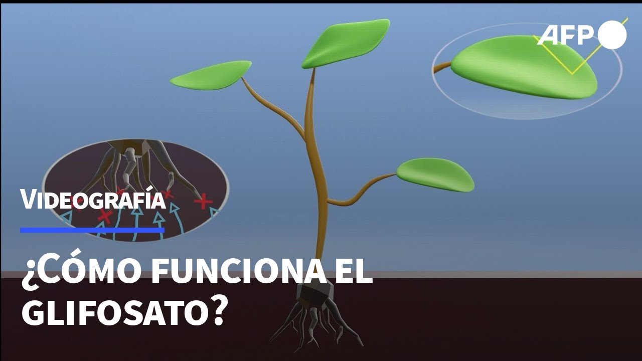 ¿Cómo funciona el glifosato? | AFP