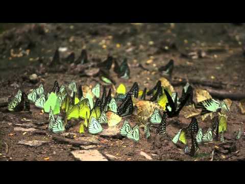 チョウの吸水集団(タイ）高速度動画