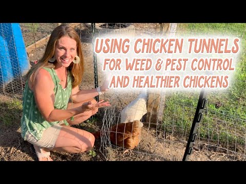 Our Chicken Tunnels, Coop, and Run Setup around the Garden