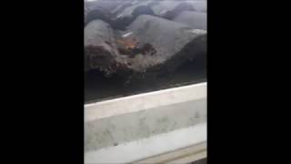 Professional Painting Contractors clean PVC Gutter as they paint the rest exterior painting timberwo