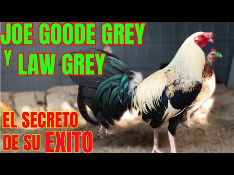 JOE GOODE and LAW GREY'S TURN... THE SECRET OF THEIR SUCCESS