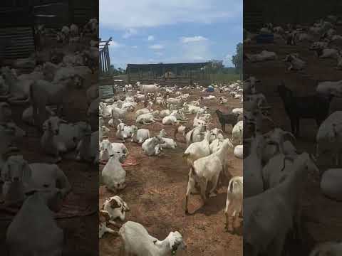 , title : 'goats farming...the hardest step is to start,start with what u can'