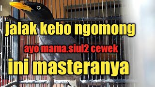 Download lagu Jalak kebo ngomong ayo mamak ayo bpk,lnjut terus mp3