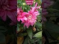Flowers Colours Explorepage Fypシ Foryourpage Explorenow Fyppp Fypfyp Gardening Fypシ゚viral