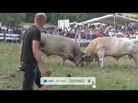 Udarna borba: Ronaldo vl. Braće Karahodžić & Jablan vl. Nusret Šido.