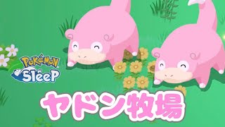 ヤドンたちを育てることにした【ポケモンスリープ】【Pokémon Sleep】