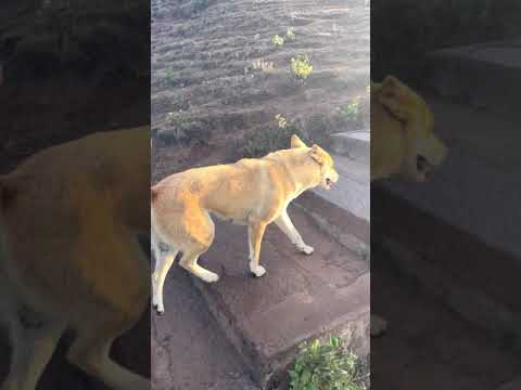 Dogs tracking at Mulyanagiri peak