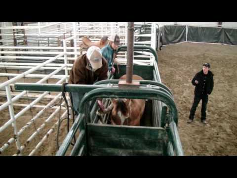 Saddle Bronc Riding 101- Measuring Bronc Rein