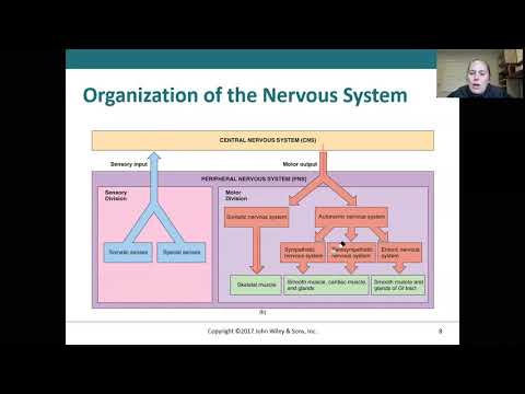 BIOS 112 - Chapter 12 - Nervous System - Part 1