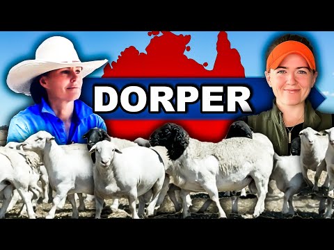 "ANGUS OF THE SHEEP WORLD!" | Dorper Meat Sheep Farming in Australia Regenerative Agriculture