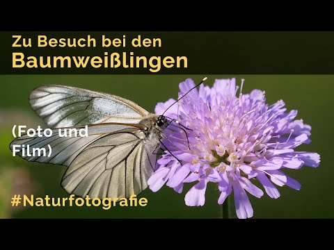 Zu Besuch bei den Baumweißlingen (Foto und Film), unserer größten heimischen Weißlingsart