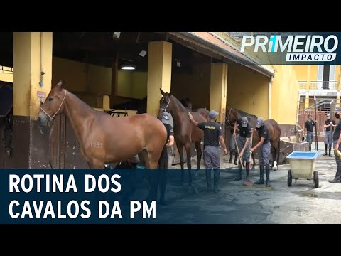 Descubra como é a vida dos cavalos da PM ao se aposentarem | Primeiro Impacto (21/10/20)