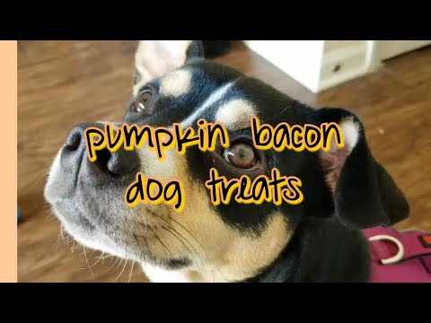 download lagu mp3 mp4 Pumpkin Bacon Dog Biscuits, download lagu Pumpkin Bacon Dog Biscuits gratis, unduh video klip Pumpkin Bacon Dog Biscuits