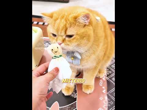 El gatito descubrió un muñeco extraño. 😼🧸⚡ #cat #pets#funny #cute #short #shorts