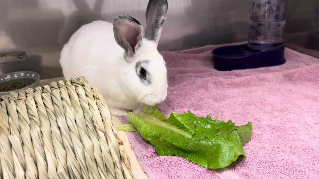 Enlarge Fig, a ADOPTABLE American in Medfield, MA video 5/5