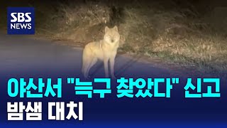 야산서 늑구 찾았다 신고..밤샘 대치 / SBS