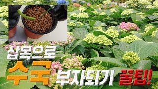 수국 삽목 