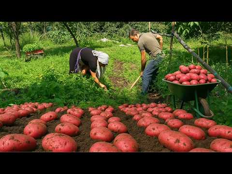 Potato Harvest & Crispy Skewered Fries in an Azerbaijani Village 🥔🔥 Like Homemade Chips!