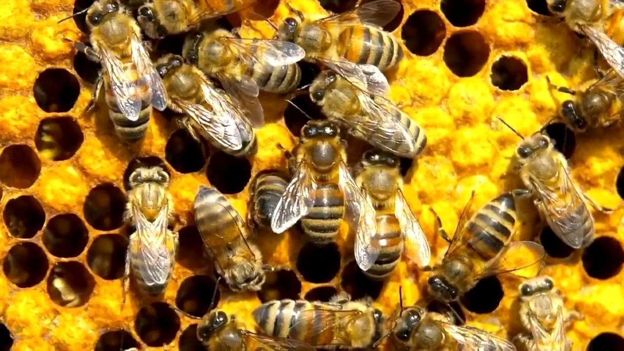 Erster gebrauchsfertiger Bienenimpfstoff