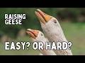 RAISING GEESE: Is It Easy or Hard to Keep Them On The Homestead? Our Honest Experience