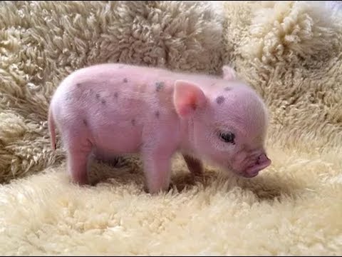 CUTE MICRO PIG | MINI PIG VIDEO Compilation