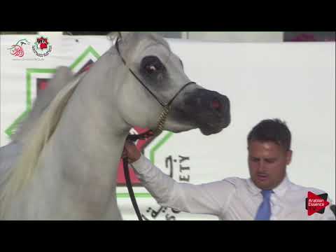 N.538 DANDI MPE - UAE Nationals 2019