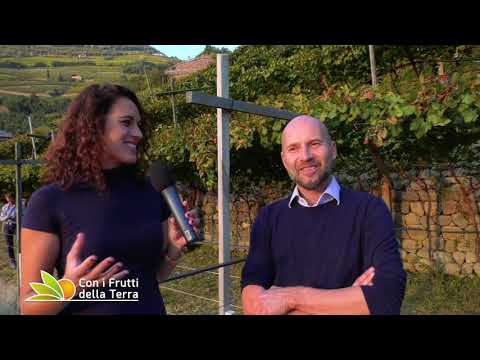 La viticoltura dell'Alto Adige: viaggio tra i vitigni autoctoni