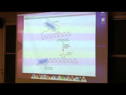 Ahern's BB 350 at OSU - 28. Glycogen Metabolism