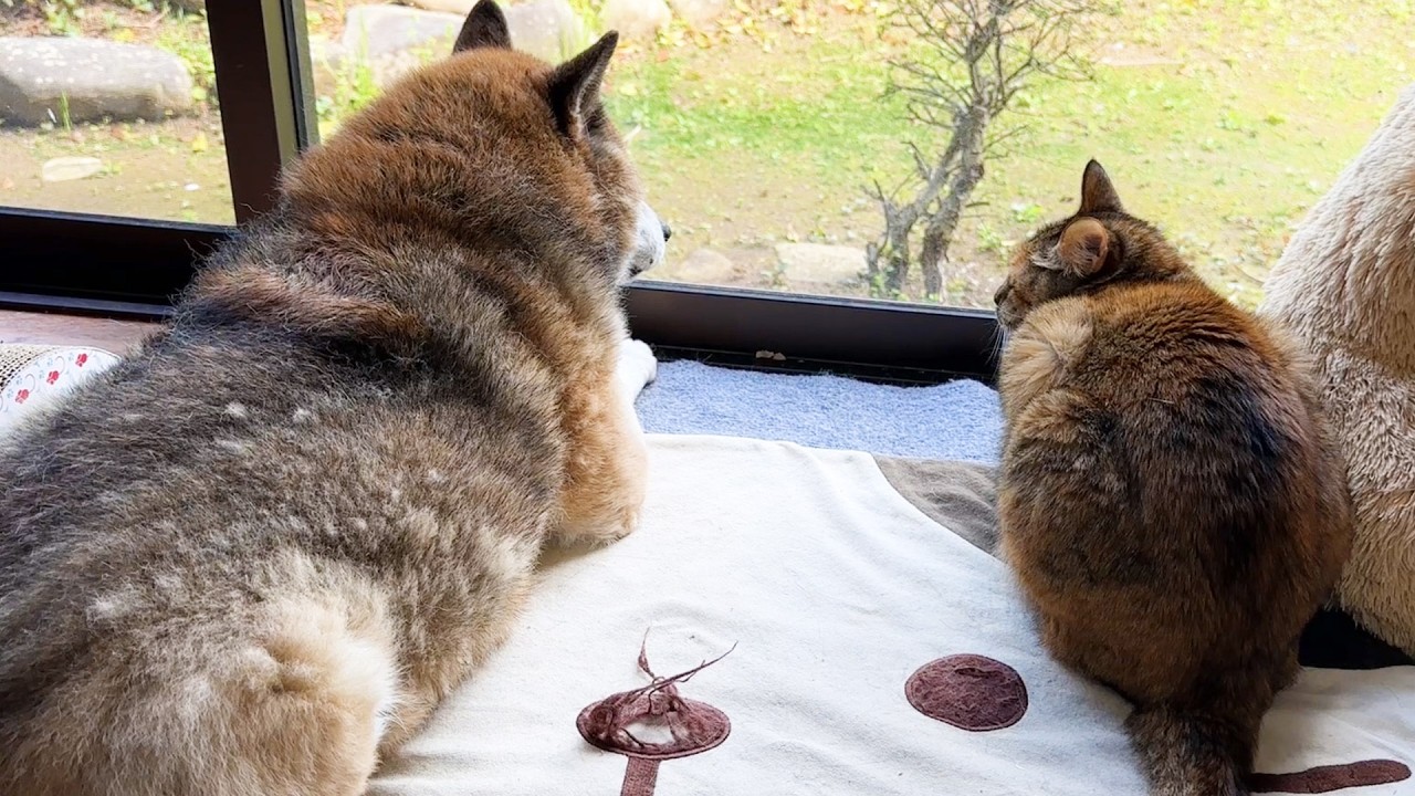 甘え上手な末っ子猫は柴犬パパも姫猫お姉ちゃんにも甘えれちゃいます